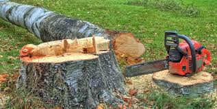 Best Tree Removal Services  in Emmaus, PA